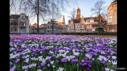 Крокусы: 50 фото