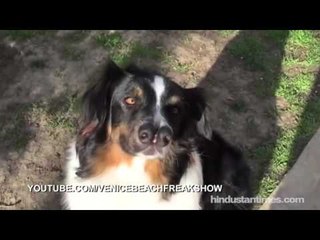 Two-nosed dog escapes euthanasia