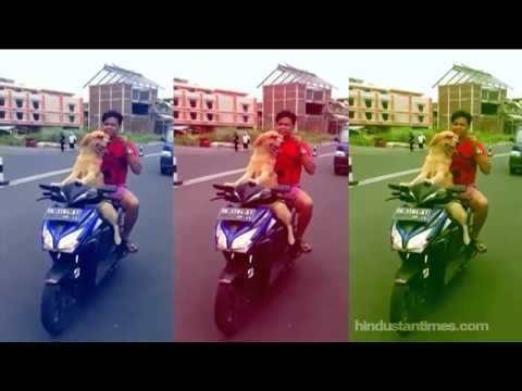 Dog rides a bike like a Pro