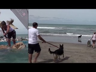 The world's first 'dog only' beach