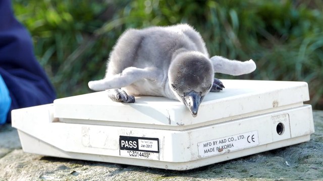 Des bébés pingouins sont pesés dans ce Zoo à la naissance - Moment trop cute!!!