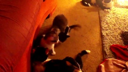 Funny dogs and cats scared of farts compilation (Try not to laugh)
