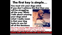 Dog Training Tips e FREE VIDEO COURSE e How To Train A Dog