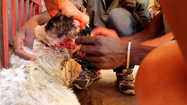 Un chien maltraité a été secouru