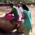 couple trying to sit on camel then they fell away hahaha