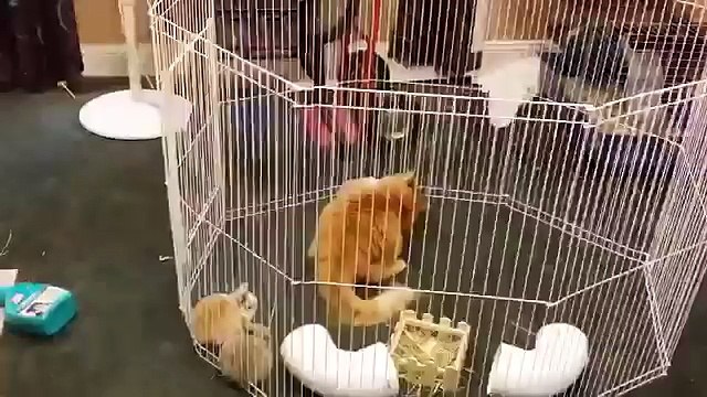 Mettono una gatta nel recinto dei conigli, ecco cosa succede