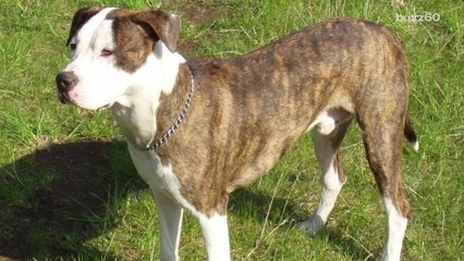 America's most popular dog breeds