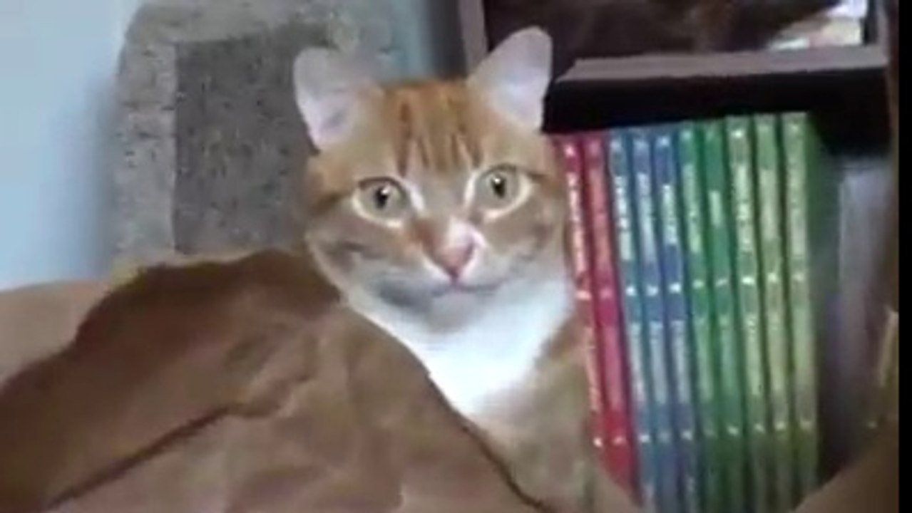 The Cat Is Totally Amazed After Seeing This !!