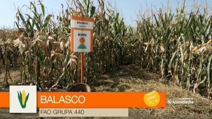 Hibrid kukuruza Balasco - za izuzetne rezultate_445_26.03.2016.