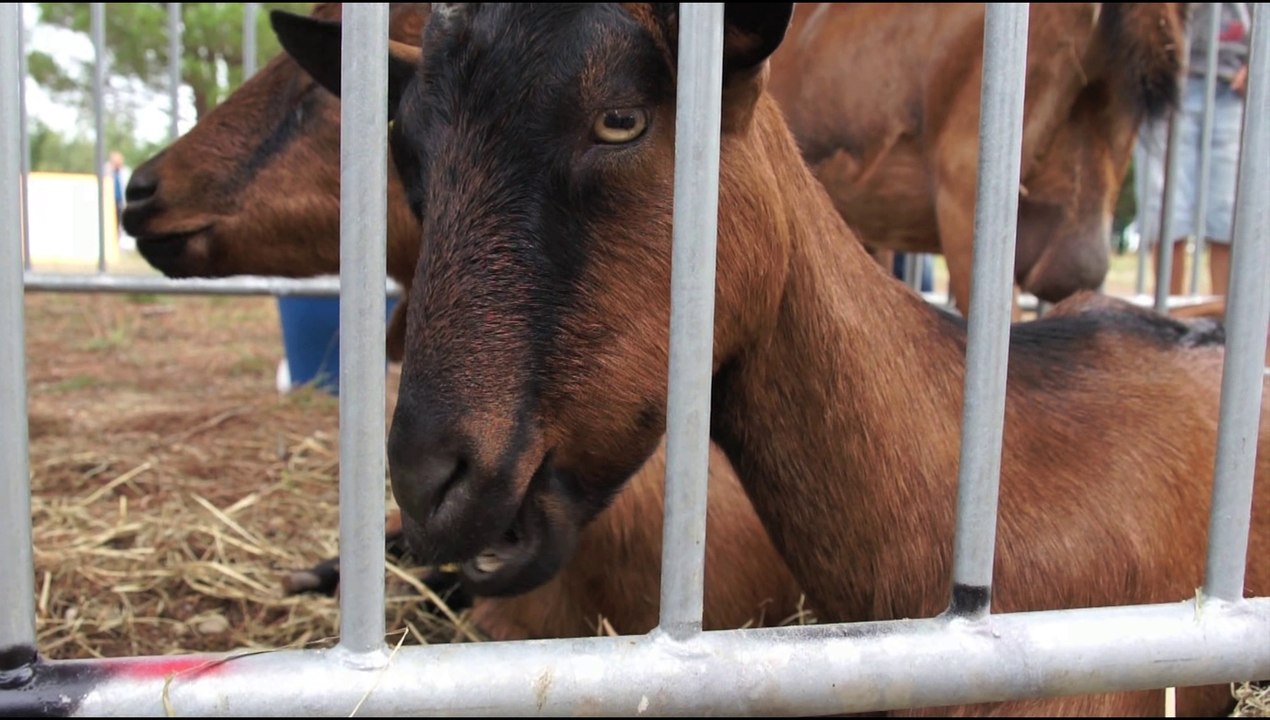 Rencontres à la fête de la chèvre de Montalba