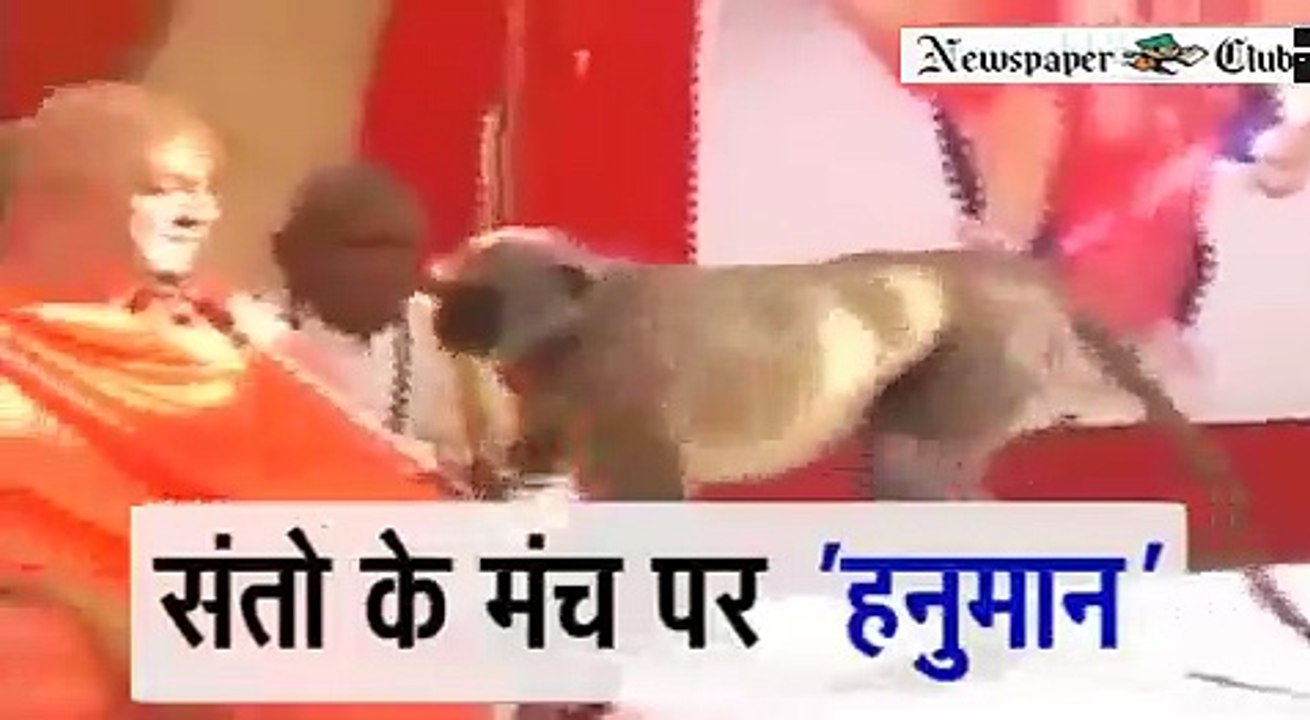 Monkey on Stage