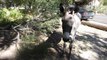 Wild Burros in Blue Diamond/Red Rock Canyon (3/6)