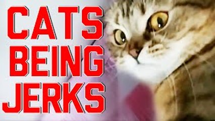 Cats Being Jerks Video Compilation    FailArmy