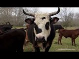 Once a ranch, now a cow sanctuary