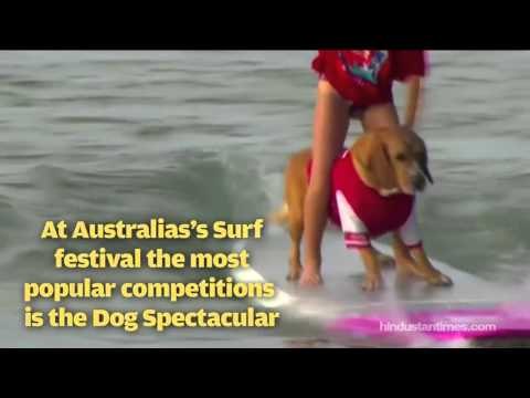 Now a surfing competition for dogs in Australia