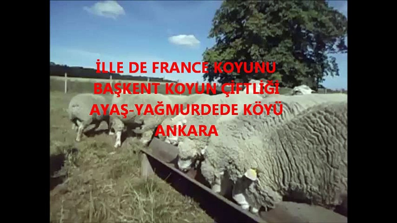 satılık ille de france koyun