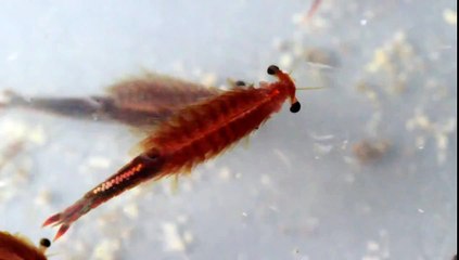 Fairy shrimp, Streptocephalus sealii, swimming