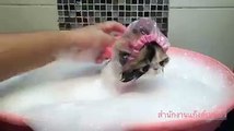 Ce chat adore le bain !