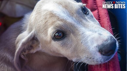 Pet Store Closed After Police Find 67 Dogs Covered In Feces In A Van