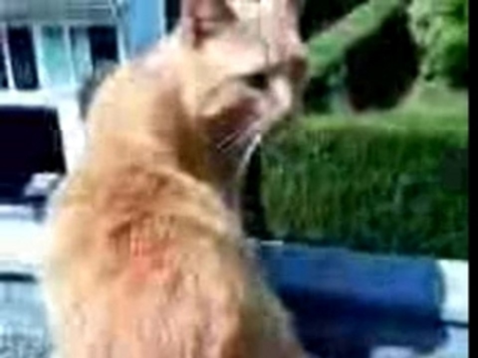 Cat at the window