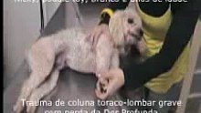Posição de Schiff-Sherrington em cães