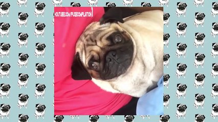Funny Dogs but only Pug Videos | Pug Compilation 4 - InstaPugs