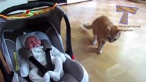 funny dogs video - Cats and dogs meeting babies for the first time