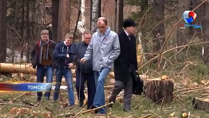 ОНФ Томска: Кто будет убирать порубочные остатки за "черными лесорубами"?