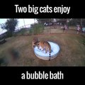 2 gros chats kiffent leur bain plein de bulles. Tigres en mode mousse