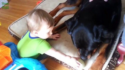 Big Dogs Playing with Babies Compilation 2016