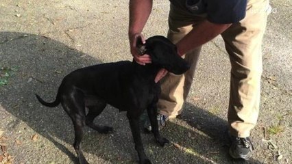 Dog brings $1,000 worth of marijuana home to her owner