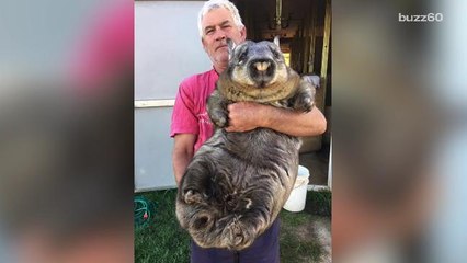 Enormous wombat insists on being held like a baby