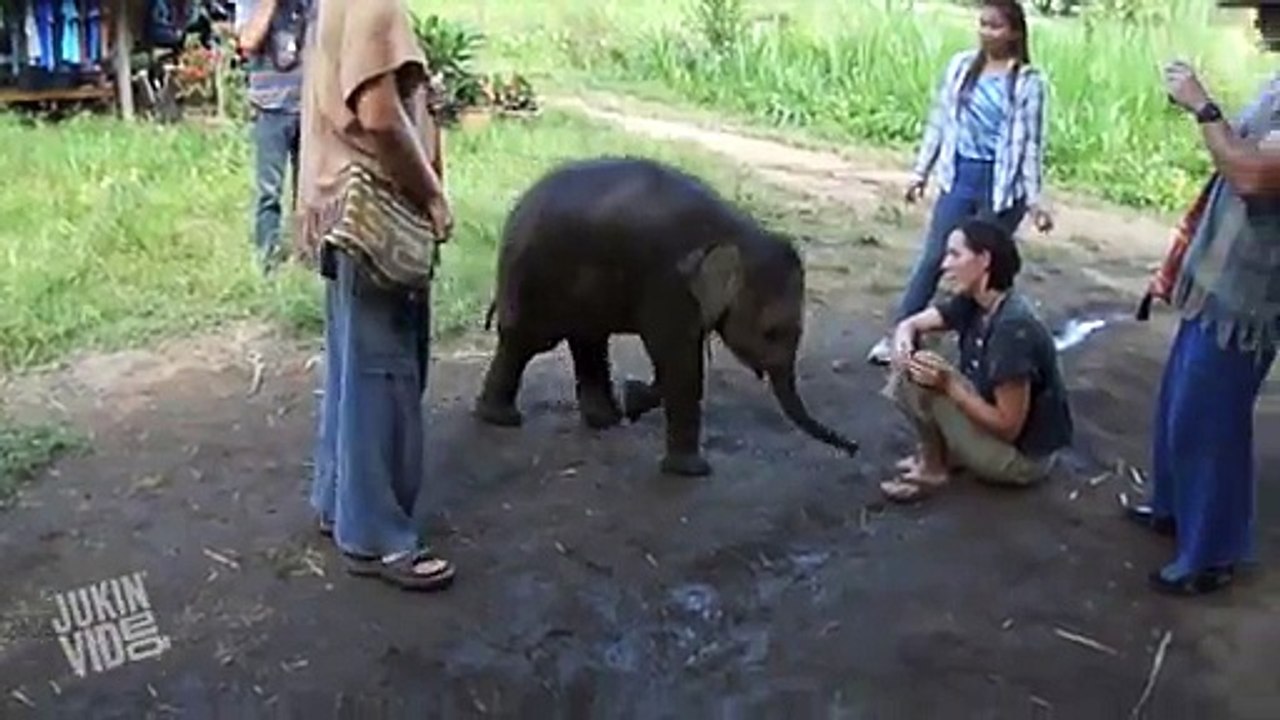 YOU'LL NEVER BELIEVE WHAT THIS ELEPHANT DOES TO THIS PERSON! --Amazing Videos