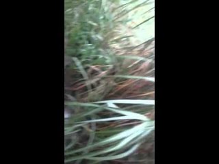 #WhatsAppCri Así se desperdicia el agua potable y el @idaaninforma no hace nada