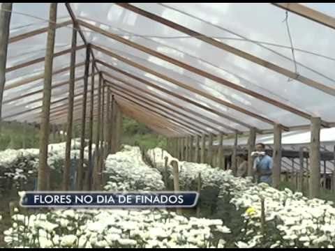30-10-2014 - FLORES NO DIA DE FINADOS - ZOOM TV JORNAL