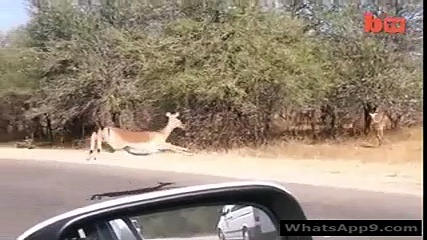 hunting deer
