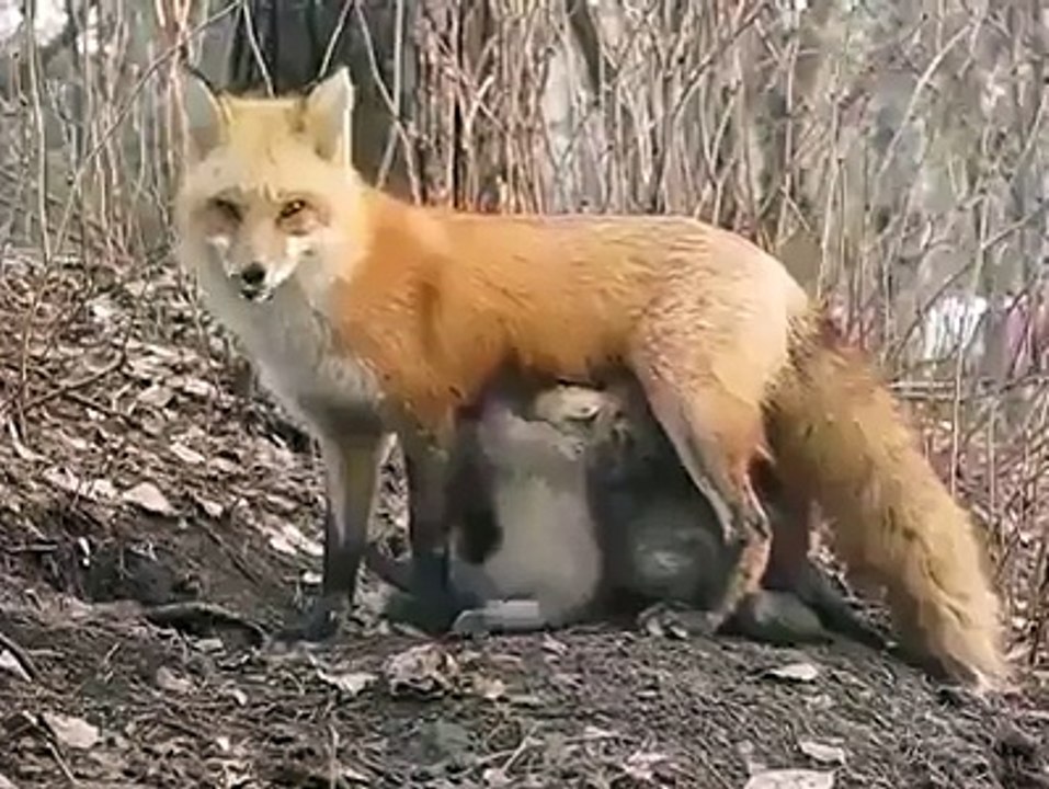 Wolf feed kids