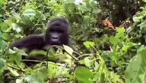 Expedition: Gorillas in the DRC - Conservation International (CI)