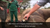 South Africa look to overturn global ban on rhino horn trade
