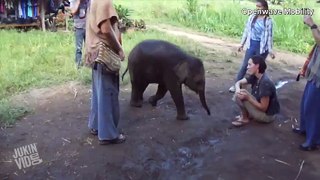 animal funny video