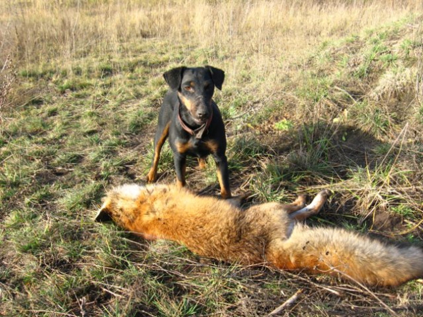 охота на лисицю з норними відео