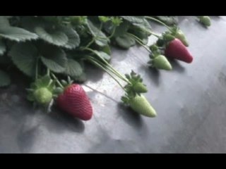 Tursi (MT) - Fragole "Candonga", sequestrati prodotti di imballaggio contraffatti (05.04.16)