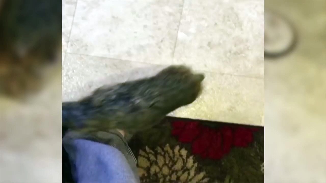 Dog Drops Food Out of Mouth to Get a Treat