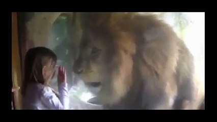 Así reaccionó este león cuando una niña le dio un "beso"