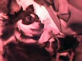 4 cuccioli chihuahua prime slinguazzate da parte della mamma