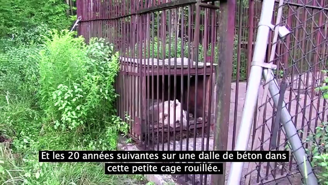 Après 30 ans de captivité, 5 mois dans un centre, cet ours a enfin pu commencer à vivre !