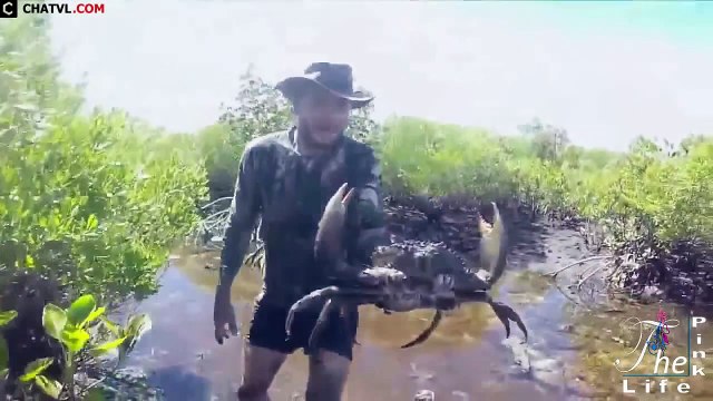 Catch And Cook Giant Crabs In Mangroves Bắt cua khổng lồ ở rừng ngập mặn và nấu ăn ngay