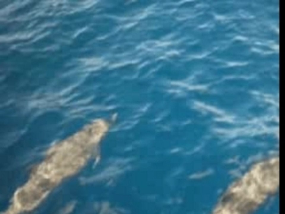 Chris et les Dauphins