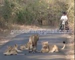 Amazing video: Rare Asiatic lioness and 3 cubs amazing road show near gir forest gujarat