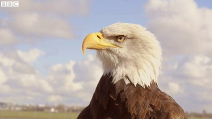 The eagle that chases drones